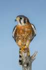 Male American Kestrel Art Print